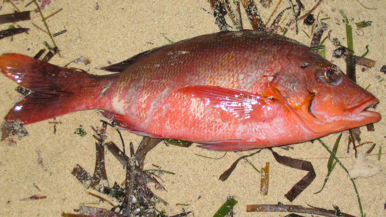 Fish photographed in Lakshadweep